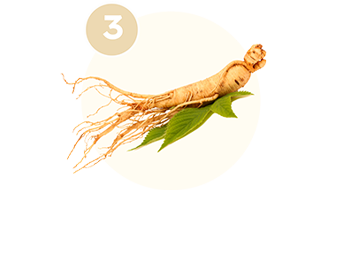 Ginseng Balen